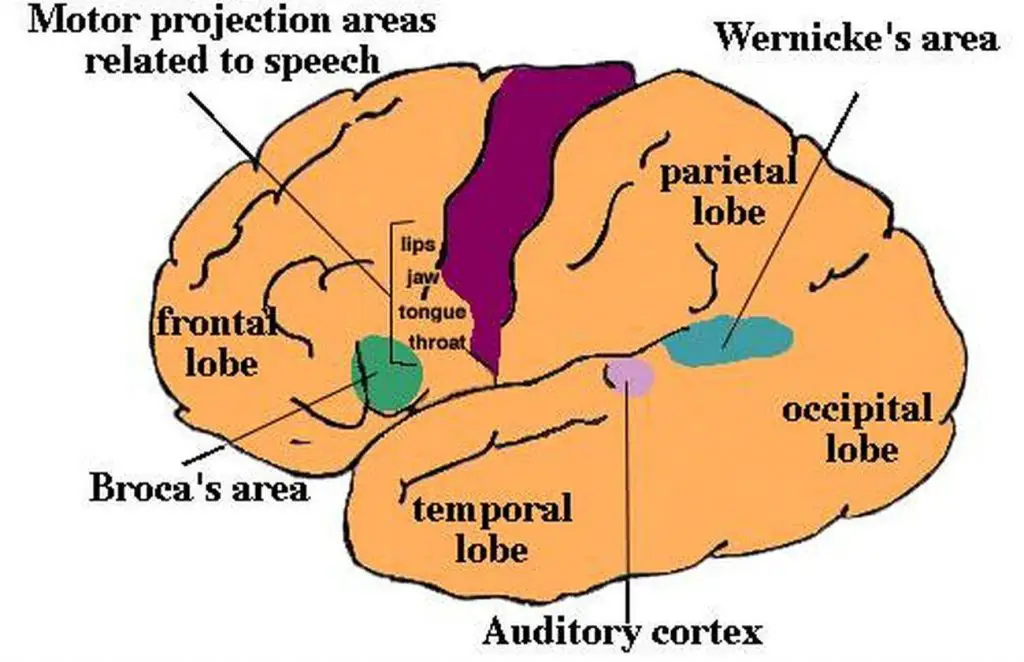 Pictures Of Broca’s Motor Speech Area