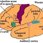 Pictures Of Broca’s Motor Speech Area