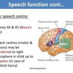 Pictures Of Broca’s Motor Speech Area