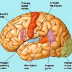 Pictures Of Broca’s Motor Speech Area
