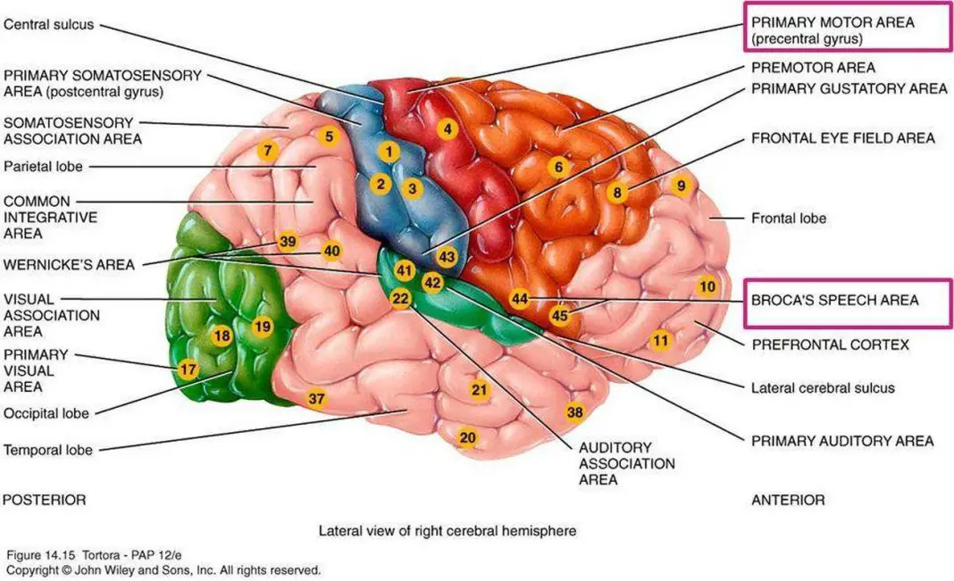 Pictures Of Broca’s Motor Speech Area