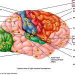 Pictures Of Broca’s Motor Speech Area