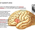 Pictures Of Broca’s Motor Speech Area