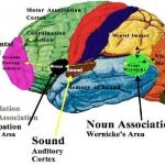Pictures Of Broca’s Motor Speech Area