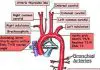Pictures Of Bronchial Artery