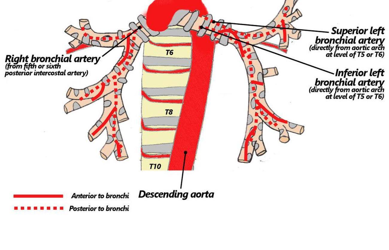 Pictures Of Bronchial Artery
