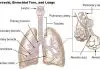 Pictures Of Bronchial Tree