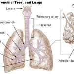 Pictures Of Bronchial Tree