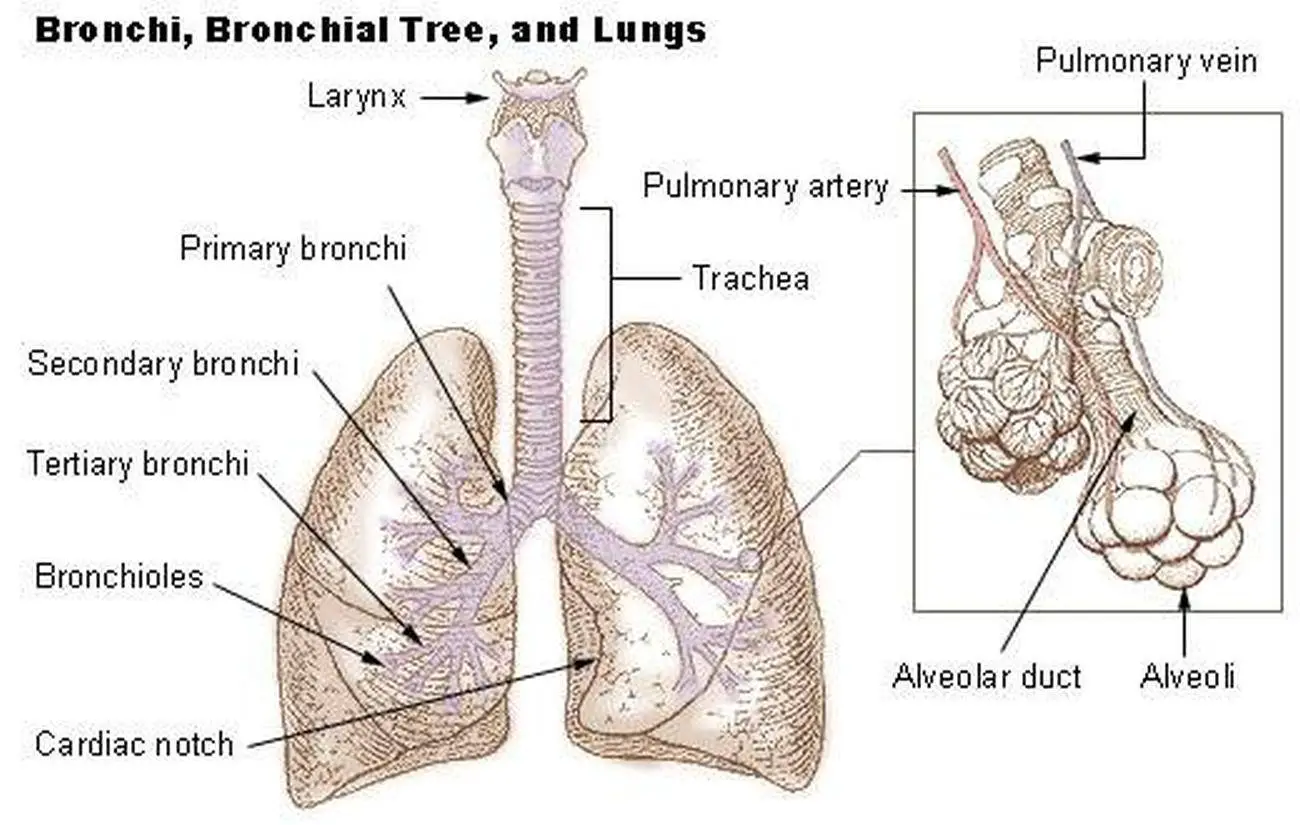 Pictures Of Bronchial Tree