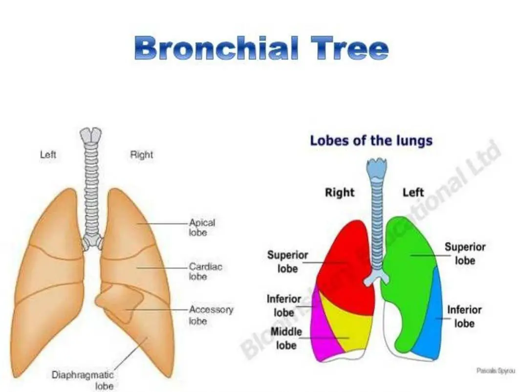 Pictures Of Bronchial Tree
