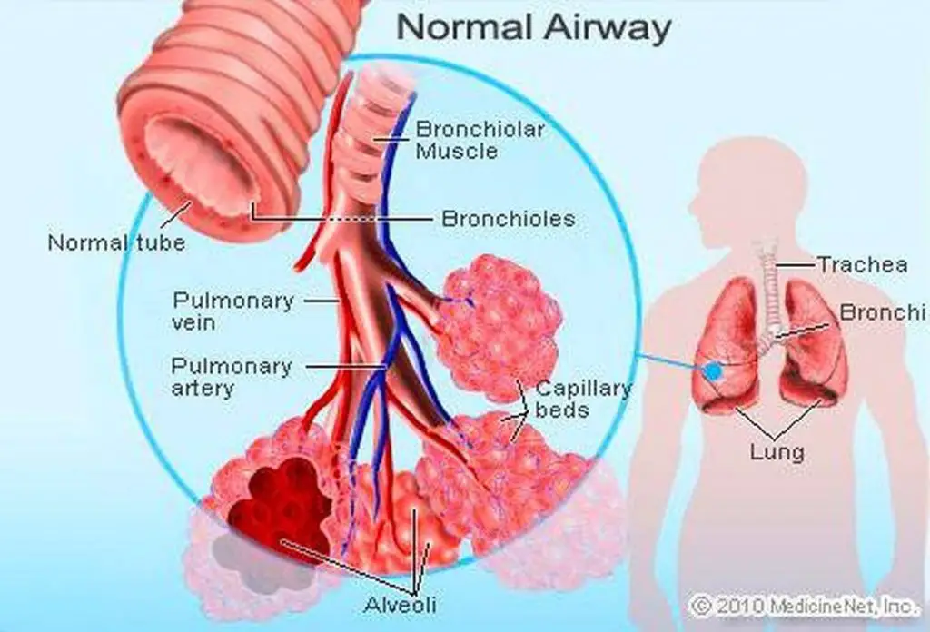 Pictures Of Bronchioles