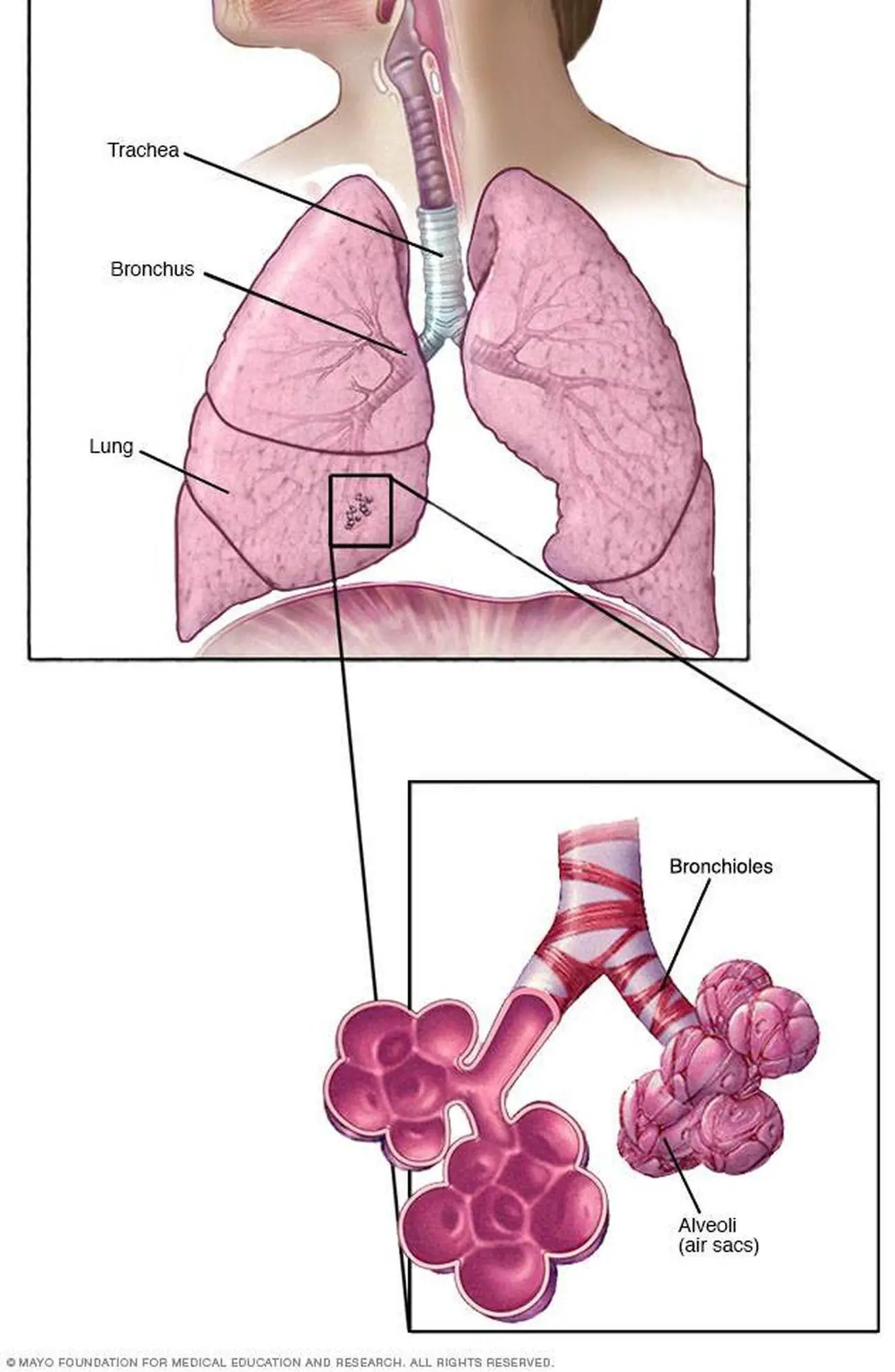 Pictures Of Bronchioles
