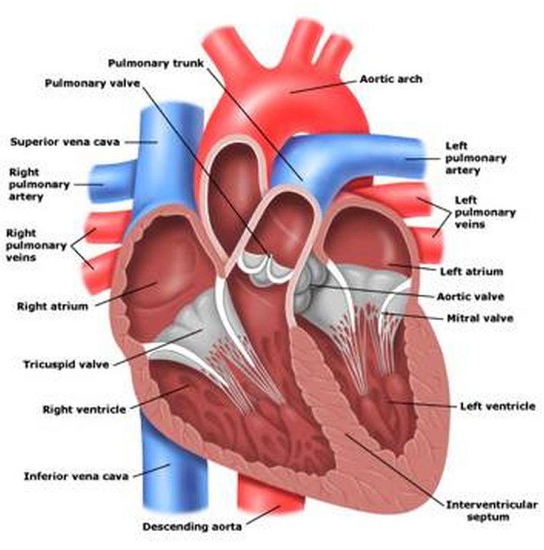 Где находится аорта сердца у человека фото