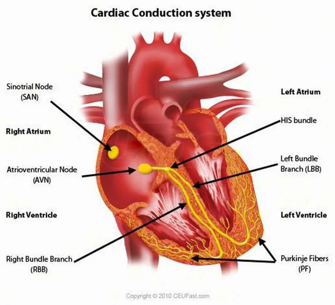 Heart order. Проводящая система сердца. Пучок Гиса в сердце. Нервные пучки сердца. Анатомия АВ узла сердца.