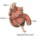 Pictures Of Caecum