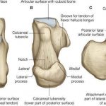 Pictures Of Calcaneus