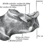 Pictures Of Calcaneus