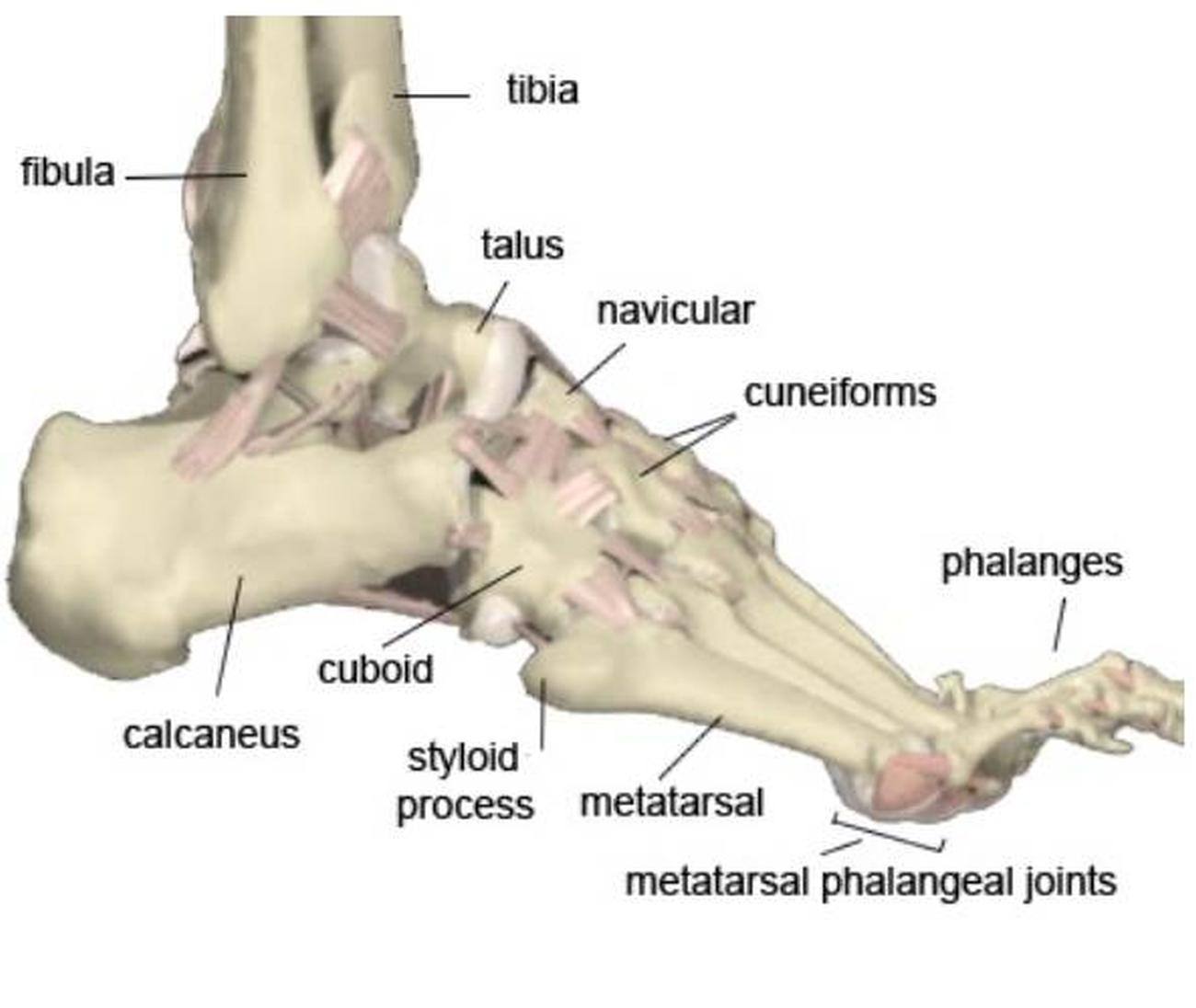What Is Calcaneal Tuberosity Calcaneus Bone Anatomy Definition 