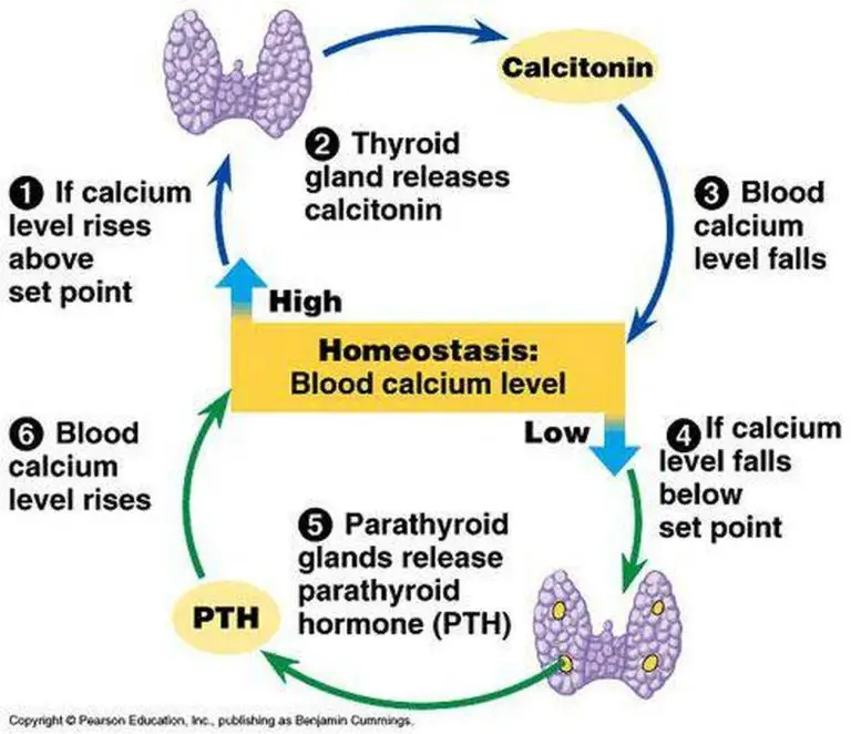 Pictures Of Calcitonin