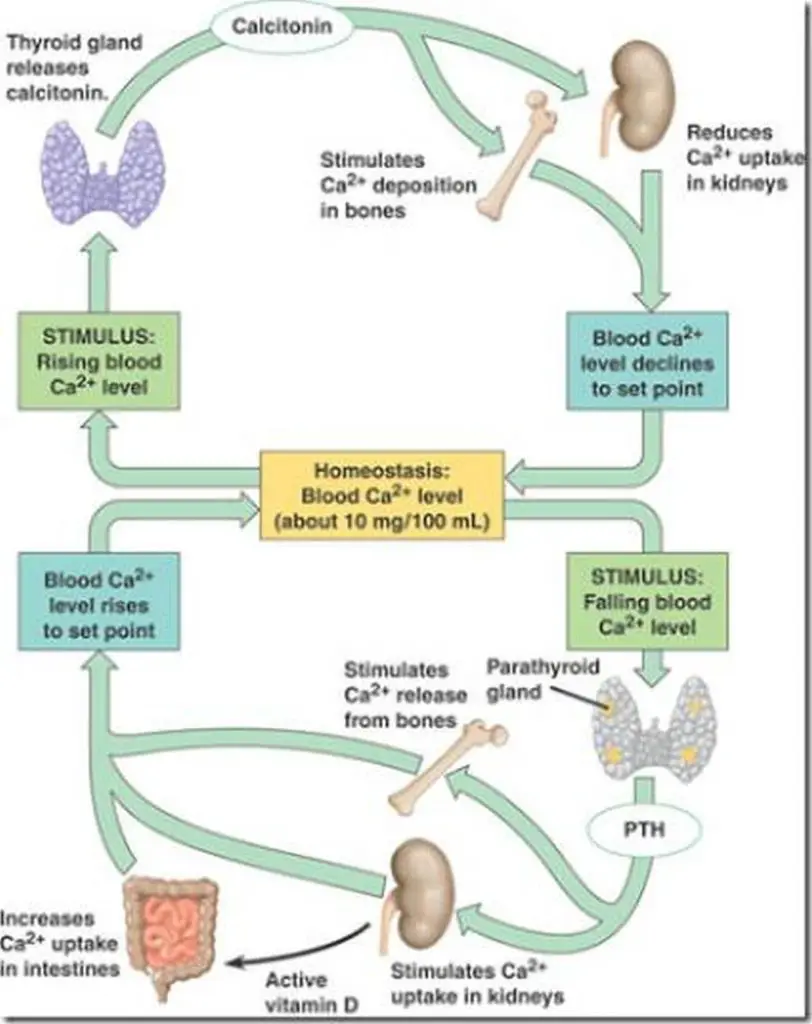 pictures-of-calcium-metabolism