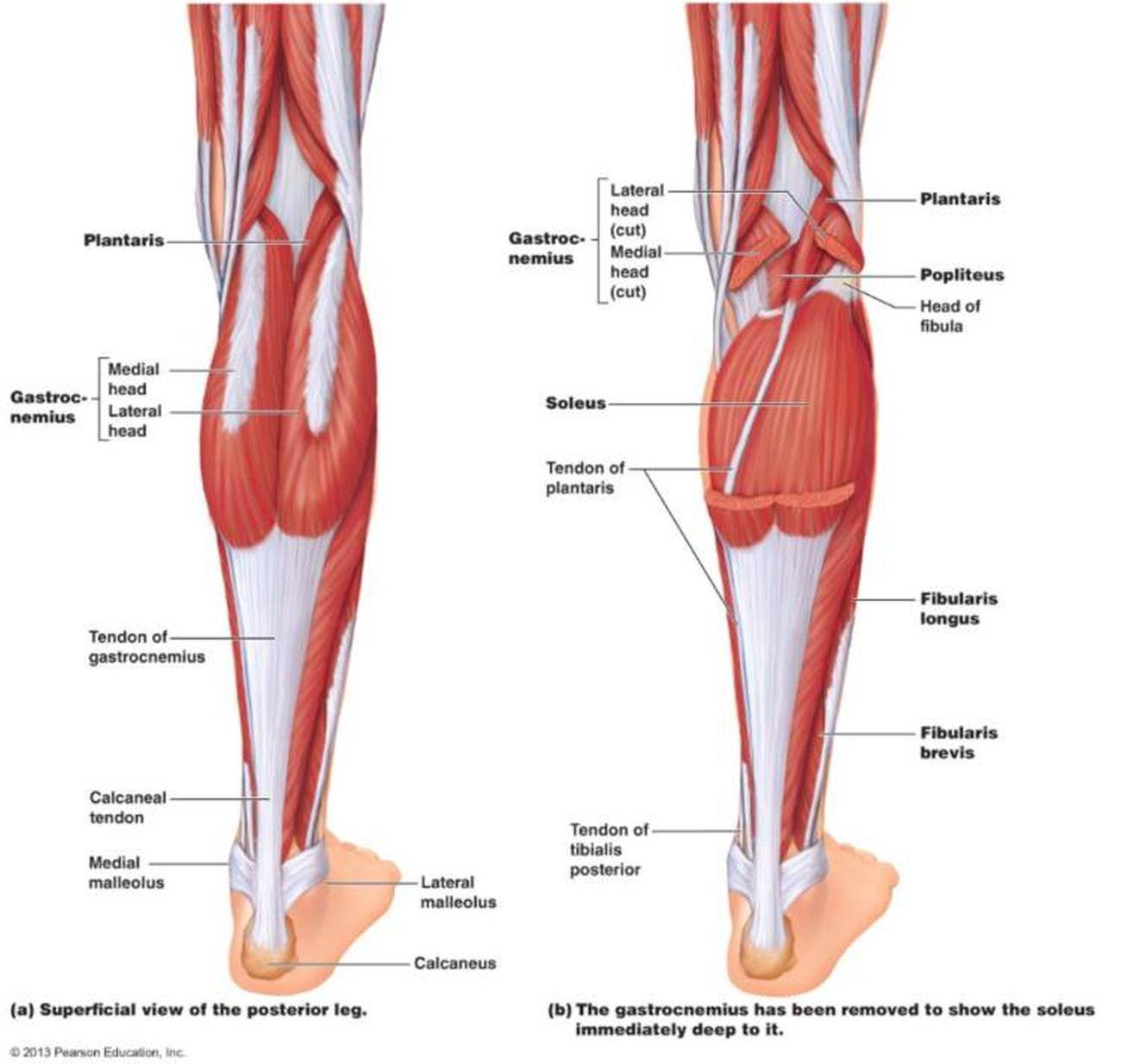 Pictures Of Calf Muscle
