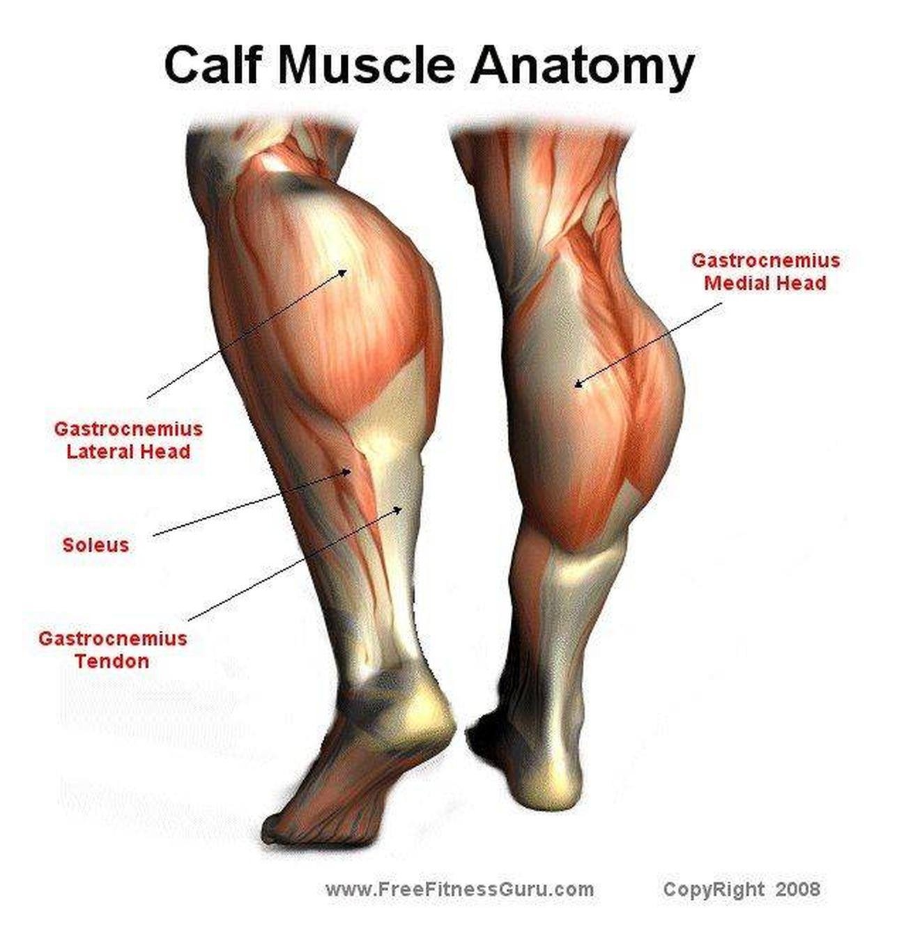 Pictures Of Calf Muscle