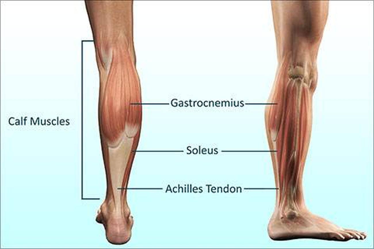 Икроножная мышца Soleus