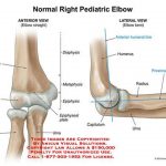 Pictures Of Capitulum Of The Humerus