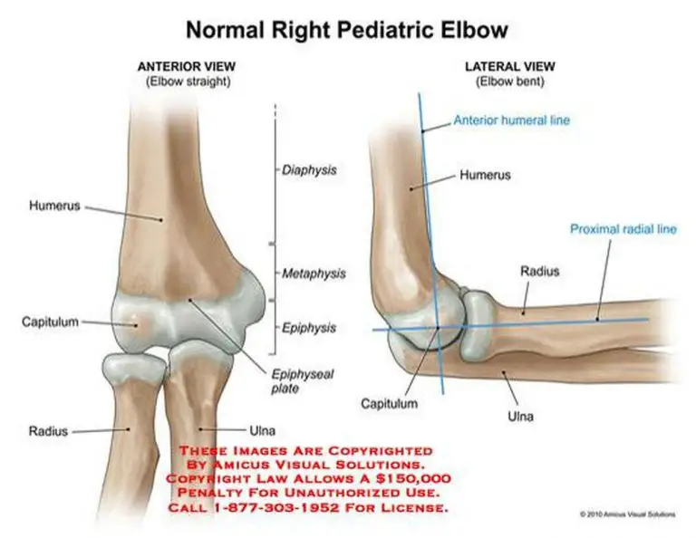 Pictures Of Capitulum Of The Humerus