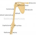 Pictures Of Capitulum Of The Humerus