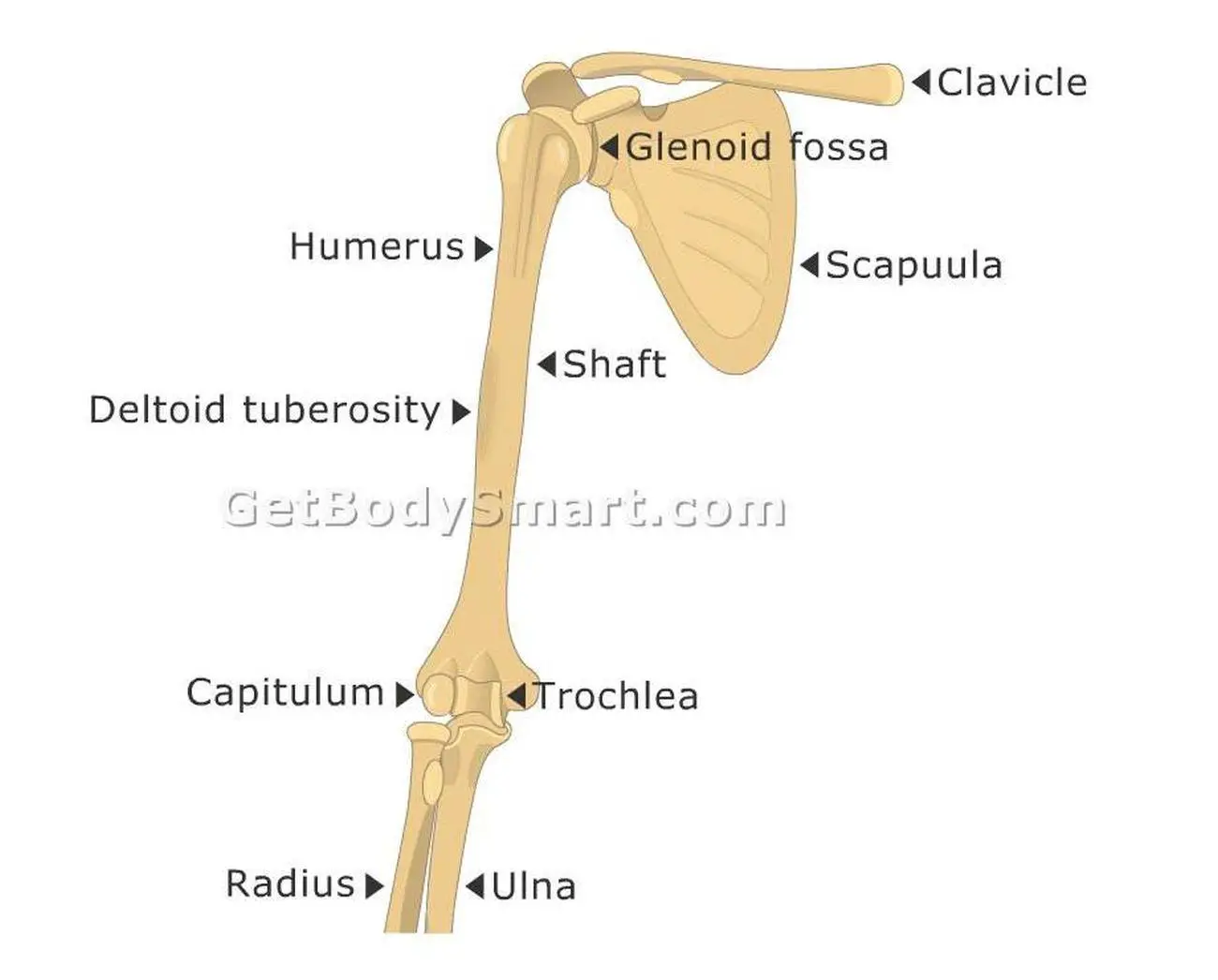 Pictures Of Capitulum Of The Humerus