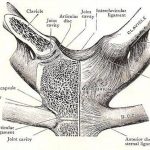 Pictures Of Capsular Ligament Of The Sternoclavicular Joint