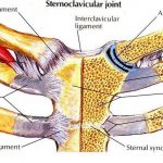Pictures Of Capsular Ligament Of The Sternoclavicular Joint