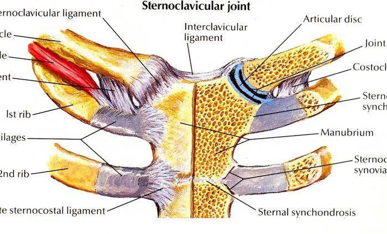 Pictures Of Capsular Ligament Of The Sternoclavicular Joint