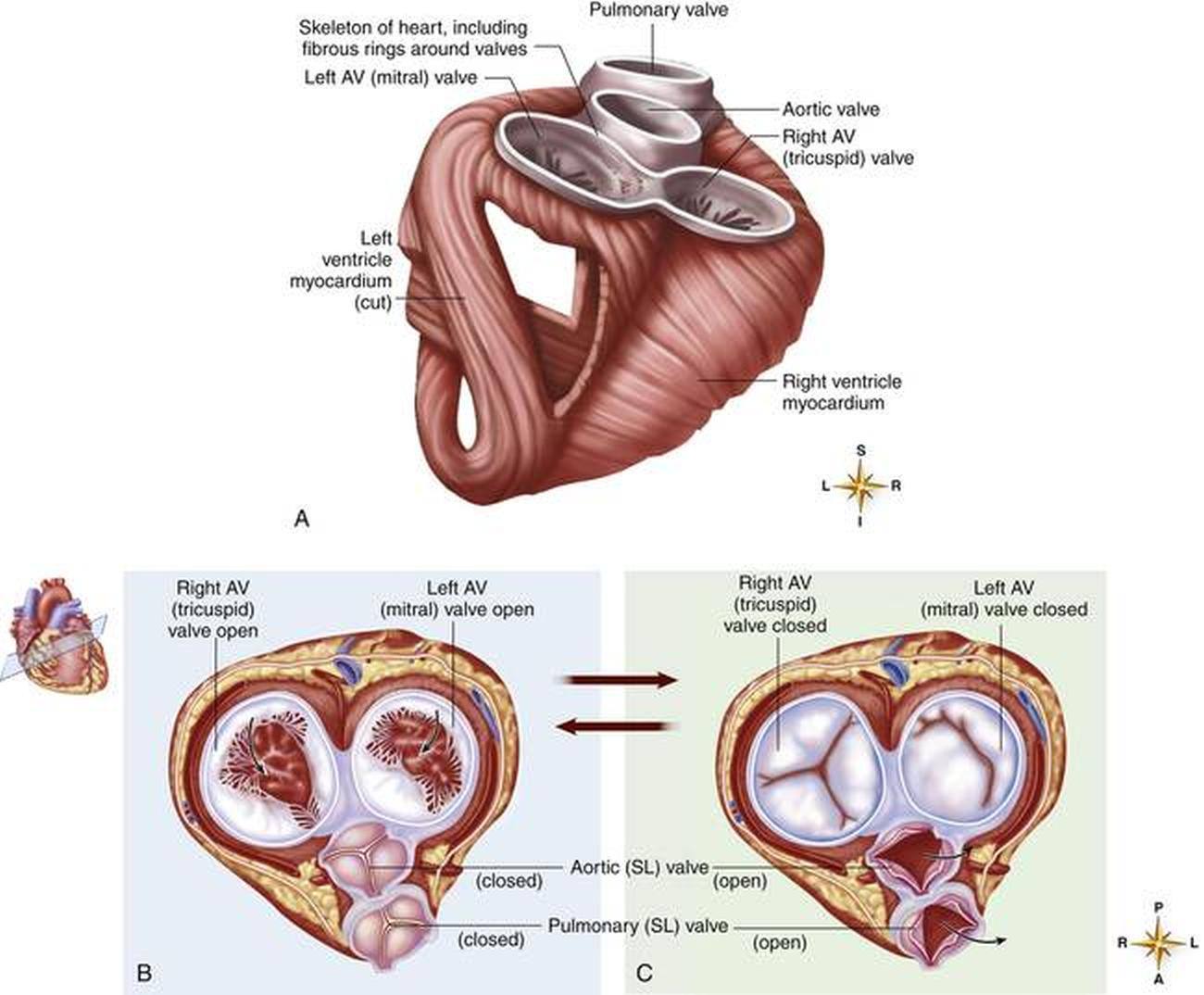 Pictures Of Cardiac Skeleton
