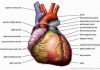 Pictures Of Cardiopulmonary System