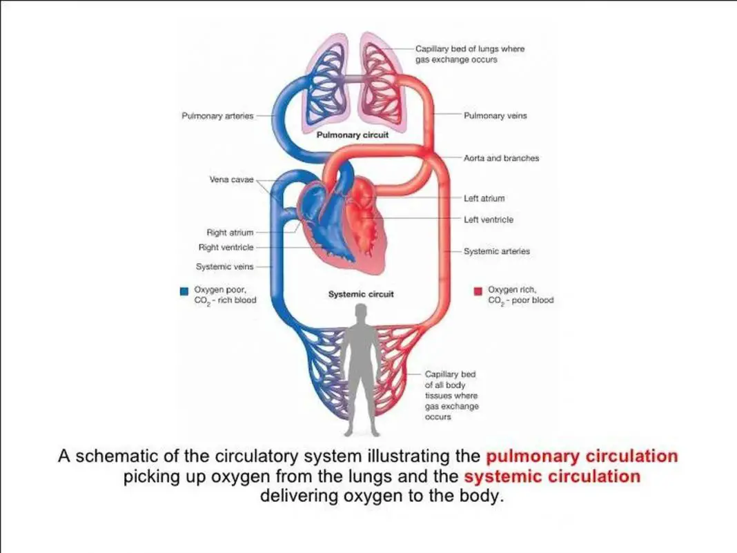 Pictures Of Cardiopulmonary System