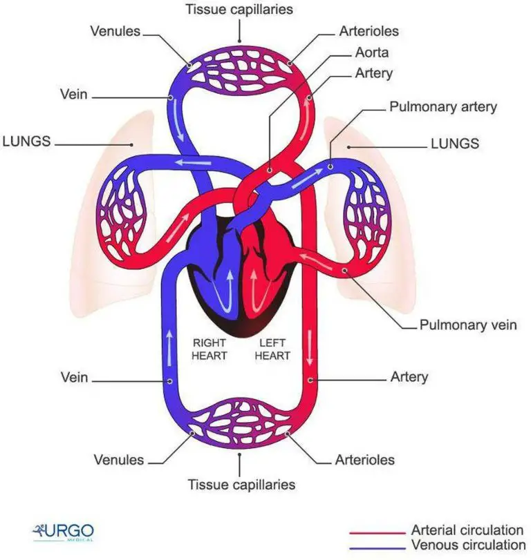 Cardiovas System Diagram Labeled Cardiovascular System