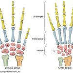 Pictures Of Carpals