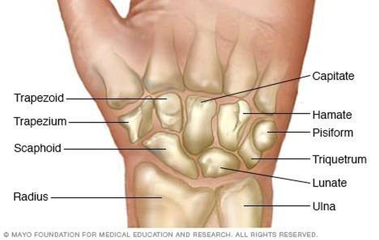 Pictures Of Carpals