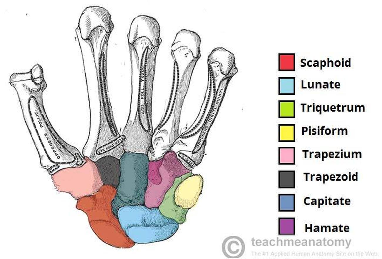 Pictures Of Carpals Healthiack