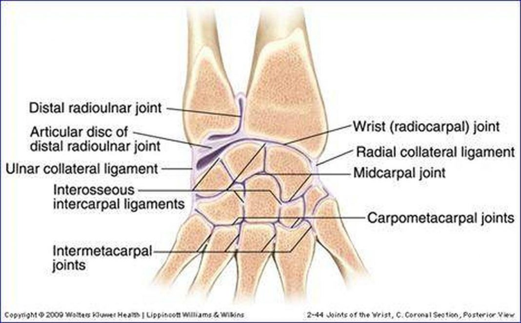 pictures-of-carpometacarpal-joints