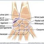 Pictures Of Carpometacarpal Joints