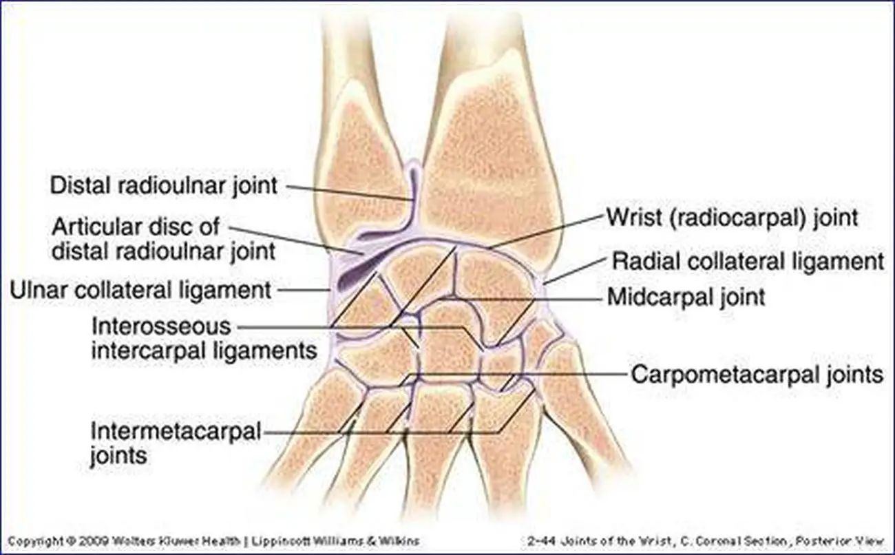 Pictures Of Carpometacarpal Joints