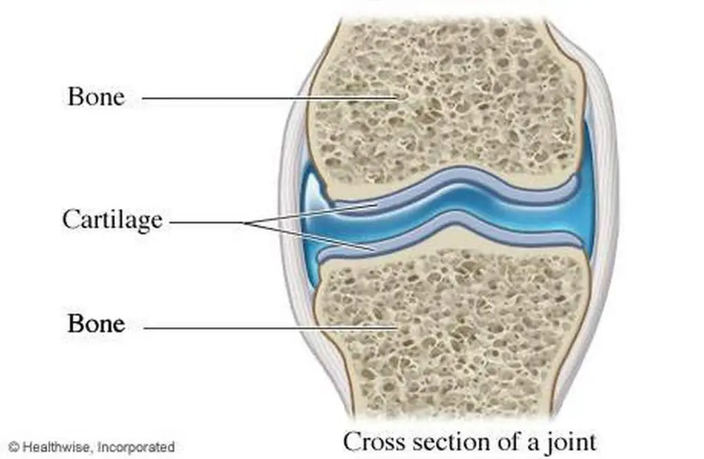 Diagram Of Cartilage Tissue