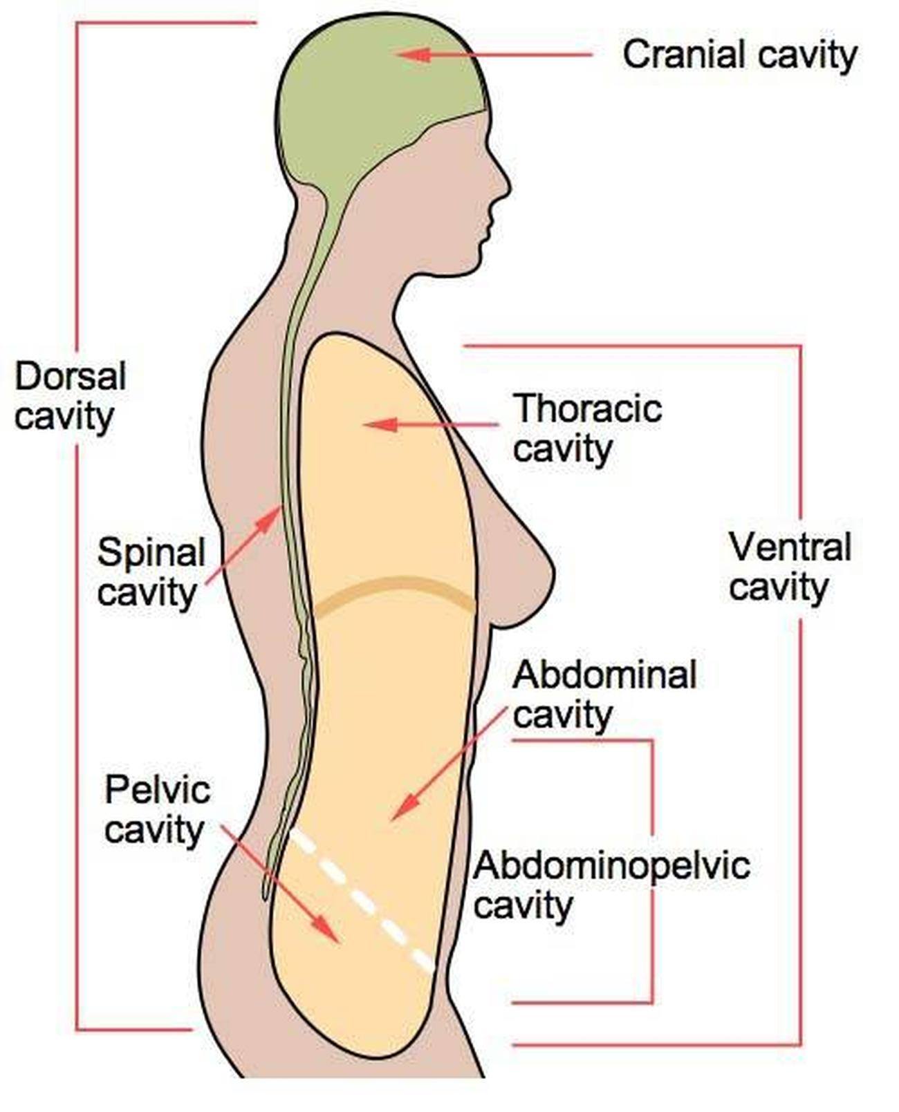 Pictures Of Cavity, Anatomical