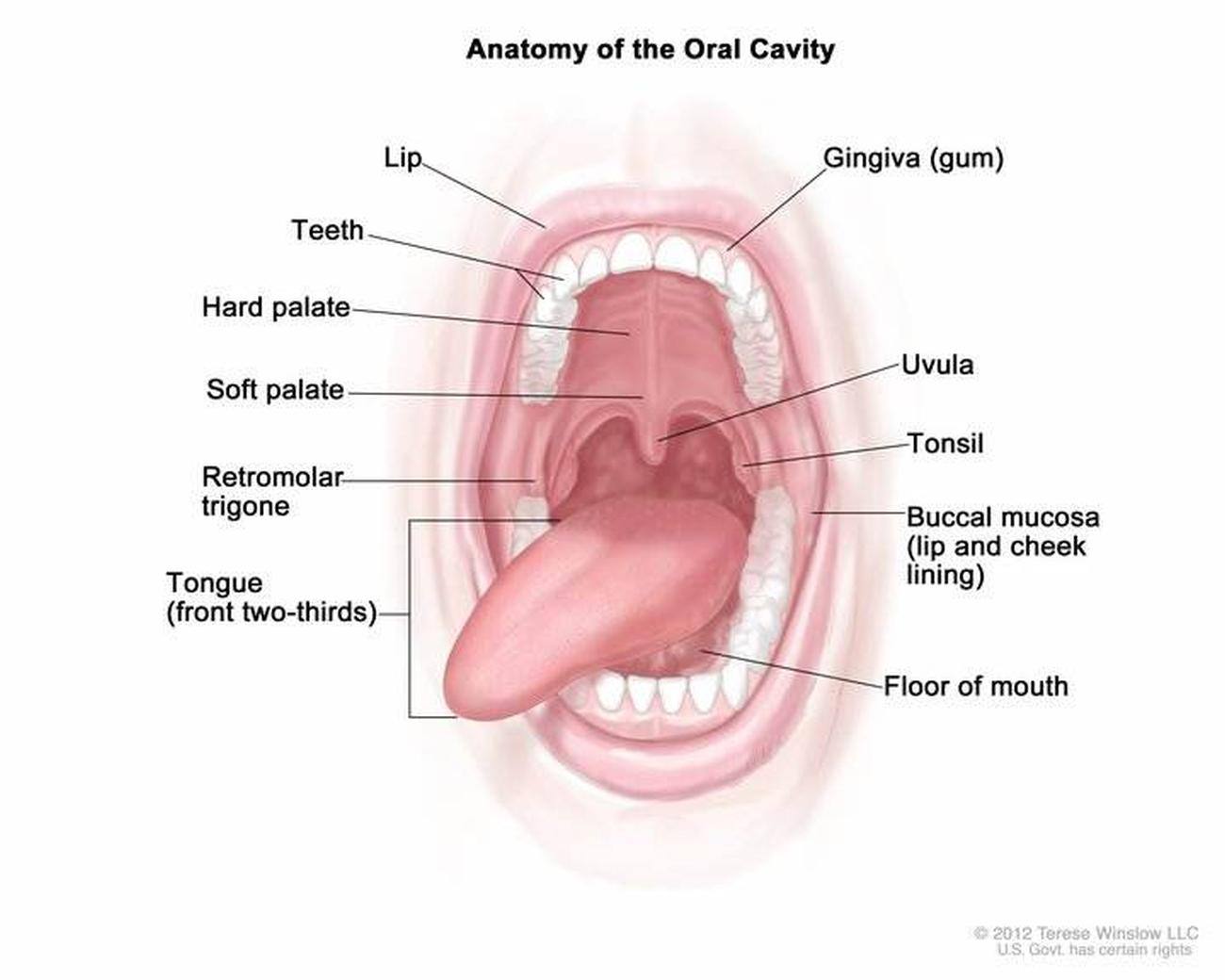 Pictures Of Cavity, Anatomical