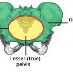 Pictures Of Cavity Of The Lesser Pelvis