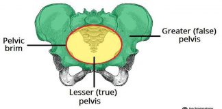 Pictures Of Cavity Of The Lesser Pelvis