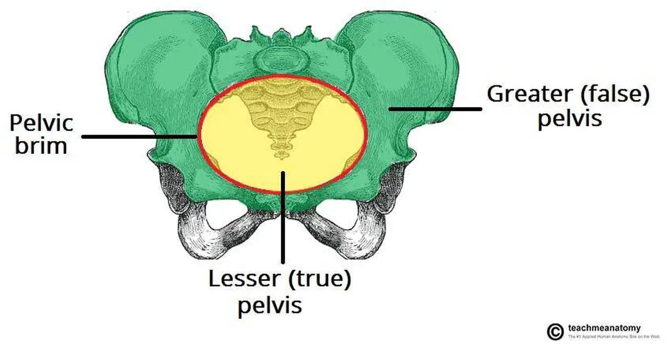 Pictures Of Cavity Of The Lesser Pelvis